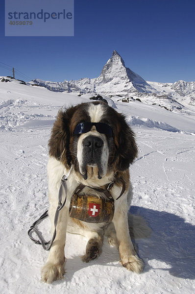Bernhardiner mit Sonnenbrille  Schweizer Kreuz  Rumfass  Matterhorn  Zermatt  Wallis  Schweiz  Europa
