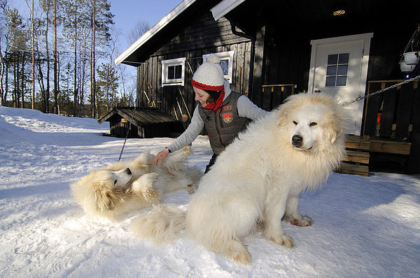 Frau mit Wachhunden bei Birk in Melkefoss  Kirkenes  Finnmark  Lappland  Norwegen  Skandinavien  Europa