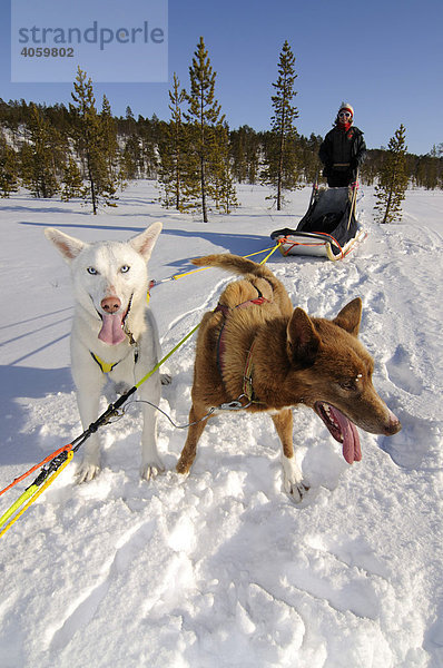 Schlittenhunde-Gespann bei Tour im Pasvik-Tal  Melkefoss  Kirkenes  Finnmark  Lappland  Norwegen  Skandinavien  Europa