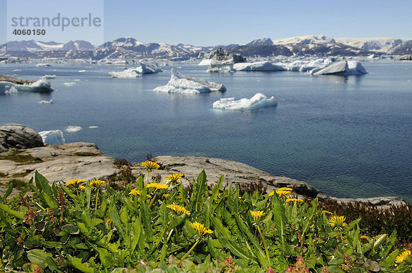 Löwenzahn  Wiese in Tiniteqilaq  Sermilik-Fjord  Ostgrönland  Grönland