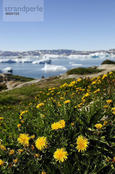 Löwenzahn  Wiese in Tiniteqilaq  Sermilik-Fjord  Ostgrönland  Grönland