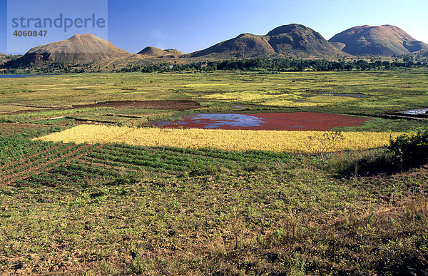 Kulturlandschaft bei Ambatolampy  Hochland  Madagaskar  Afrika