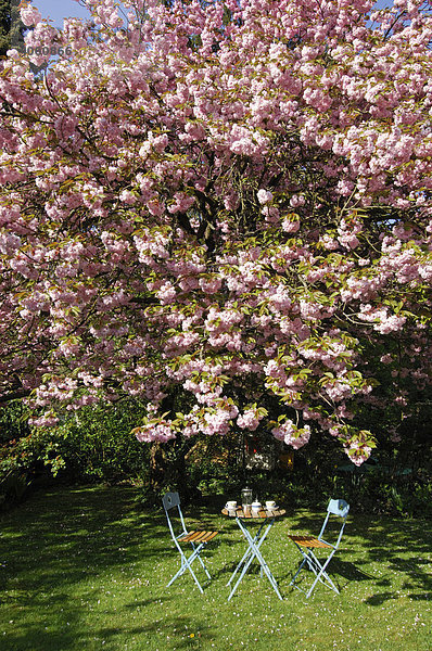 Japanische Zierkirsche (Prunus serrulata) blüht  Frühstück im Garten