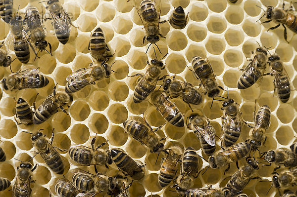 Bienen im Bienenstock (Apis melifera carnica)