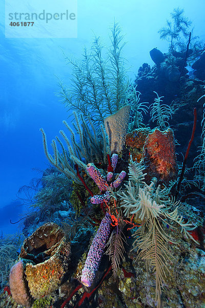 Korallenriff mit vielfarbigen  verschiedenen Korallen und Schwämmen  Half Moon Caye  Lighthouse Reef  Turneffe Atoll  Belize  Zentralamerika  Karibik