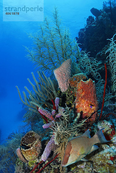 Korallenriff mit vielfarbigen  verschiedenen Korallen und Schwämmen  Eber-Lippfisch (Lachnolaimus maximus)  Half Moon Caye  Lighthouse Reef  Turneffe Atoll  Belize  Zentralamerika  Karibik