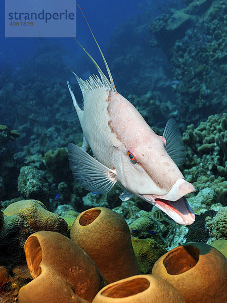 Eber-Lippfisch (Lachnolaimus maximus)  frontal  von vorne  über Schwamm vor Korallenriff  Half Moon Caye  Lighthouse Reef  Turneffe Atoll  Belize  Zentralamerika  Karibik