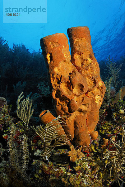 Von Fischen angefressener Gelber Röhrenschwamm (Aplysina fistularis) steht an Steilwand im Korallenriff  Hopkins  Dangria  Belize  Zentralamerika  Karibik