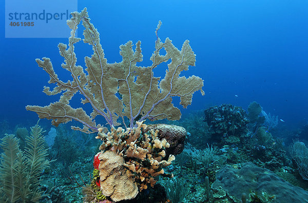 Gewöhnlicher Seefächer (Gorgonia ventalina) siedelt auf emporragendem Korallenblock im Korallenriff  Barriereriff  San Pedro  Insel Ambergris Cay  Belize  Zentralamerika  Karibik