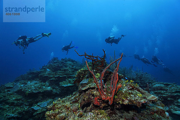 Tauchergruppe schwimmt über karibisches Korallenriff  Barriereriff  San Pedro  Insel Ambergris Cay  Belize  Zentralamerika  Karibik