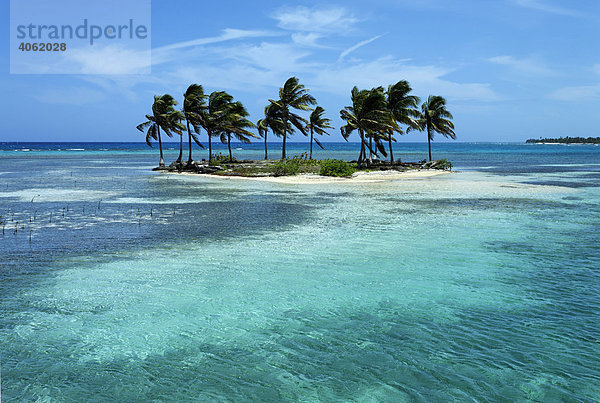 Kleine Palmeninsel in Lagune  Turneffe Atoll  Belize  Zentralamerika  Karibik