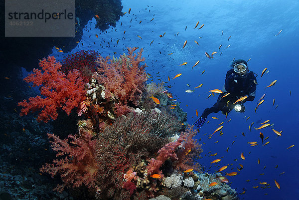 Taucherin mit Lampe erkundet prächtig mit Weichkorallen bewachsenes Korallenriff mit zahlreichen Fahnenbarschen (Pseudoanthias sp.)  Hurghada  Brother Islands  Rotes Meer  Ägypten  Afrika