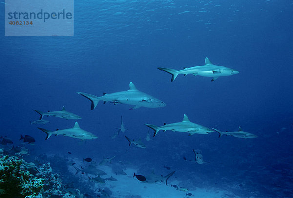 Graue Riffhaie (Carcharhinus amblyrhynchos) im Blauwasser  Ba Atoll  Malediven  Indischer Ozean  Asien