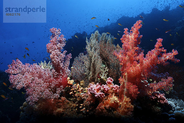 Prächtig mit Weichklorallen und Hornkorallen-Fächern (Acabaria splendens) bewachsenes Korallenriff  mit zahlreichen  kleinen Rifffischen  Hurghada  Brother Islands  Rotes Meer  Ägypten  Afrika