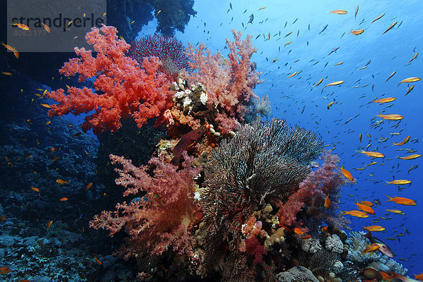 Prächtig mit überwiegend Weichkorallen bewachsener Riffblock unter Überhang  mit zahlreichen Fahnenbarschen (Pseudoanthias sp.)  Hurghada  Brother Islands  Rotes Meer  Ägypten  Afrika