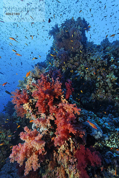 Prächtig mit roten Weichkorallen bewachsenes Korallenriff  zahlreiche Fahnenbarsche (Pseudoanthias sp.) und andere Rifffische  Hurghada  Brother Islands  Rotes Meer  Ägypten  Afrika