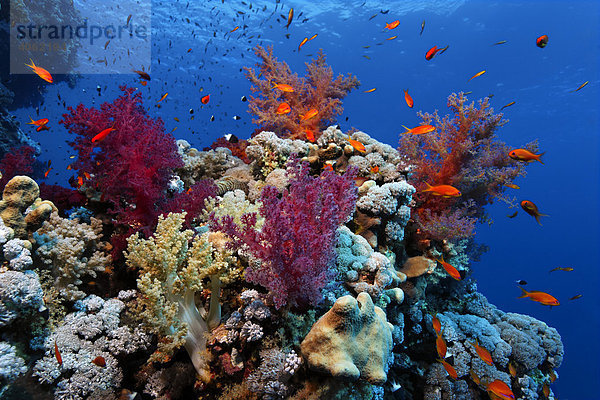 Farbiges Korallenriff  Bewuchs aus verschiedenen Weich- und Steinkorallen  Hurghada  Brother Islands  Rotes Meer  Ägypten  Afrika