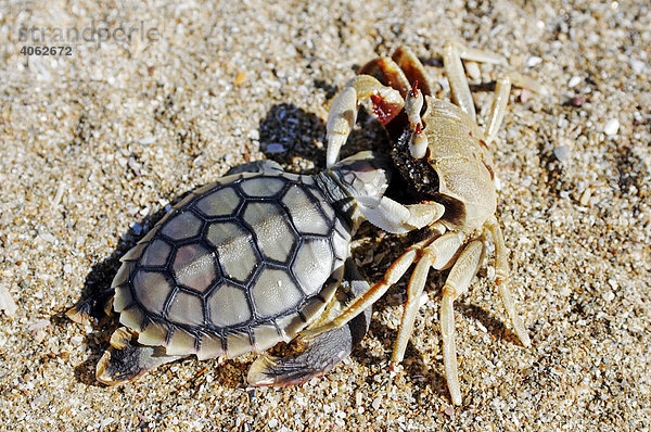 Krabbe (Brachyura) mit toter Meeresschildkröte (Cheloniidae) als Beute  Cape York Halbinsel  Queensland  Australien