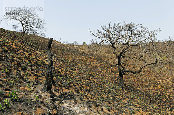 Vom Buschfeuer zerstörtes Land nahe des Kruger Nationalparks  Malelane  Mpumalanga  Südafrika  Afrika