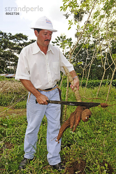 Ökobauer erntet Maniok (Manihot esculenta)  La Fortuna  Costa Rica  Mittelamerika