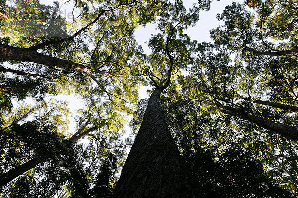 Regenwald mit Satinay Bäumen (Syncarpia hillii)  Sandinsel Fraser Island  Queensland  Australien