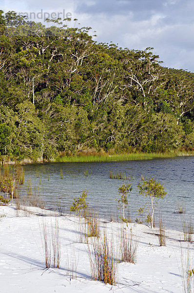 Strand des Lake McKenzie  Sandinsel Fraser Island  Queensland  Australien