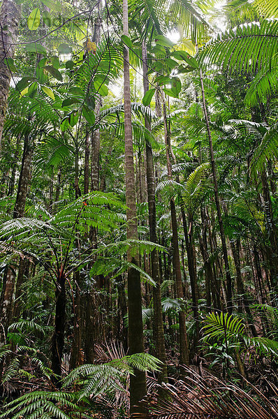 Regenwald auf der Sandinsel Fraser Island  Queensland  Australien