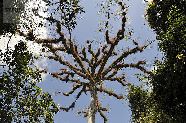 Epiphyten  Tikal  Guatemala  Mittelamerika