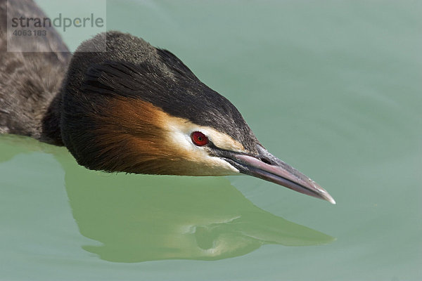 Haubentaucher (Podiceps cristatus)  in Drohhaltung bei Verteidigung seines Reviers  Portrait mit Spiegelung