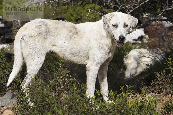 Hirtenhund beim Ziegen hüten auf Chalkidiki  Griechenland  Europa