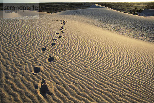 Spuren auf Sanddüne  Mungo Nationalpark  New South Wales  Australien