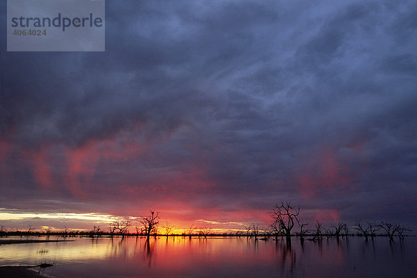 Sonnenuntergang am Lake Menindee  Kinchega Nationalpark  New South Wales  Australien