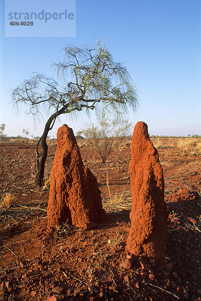 Termitenhügel im Outback  Northern Territory  Australien