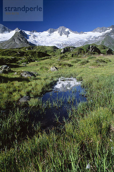Großer Möseler spiegelt sich in Moorsee  Zillertaler Alpen  Nordtirol  Österreich  Europa