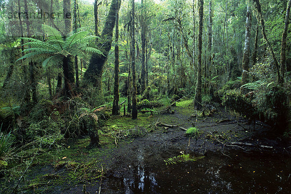 Regenwald bei Knight Point  Westküste der Südinsel  Neuseeland