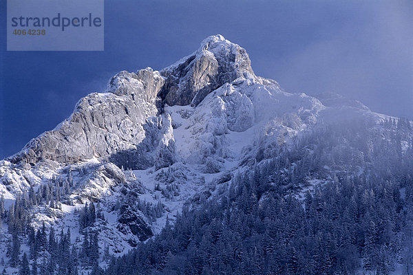 Gipfel des Guffert im Winter  Brandenberger Alpen  Nordtirol  Österreich  Europa