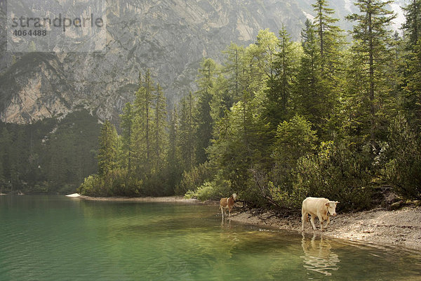 Kühe am Pragser Wildsee im Hochpustertal  Südtirol  Italien  Europa