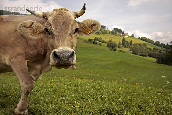 Neugierige Kuh auf der Weide im Pragser Tal  Südtirol  Italien  Europa