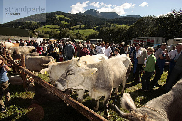 Rinder beim Viehmarkt in Sarntheim  Sarntaler Alpen  Südtirol  Italien  Europa