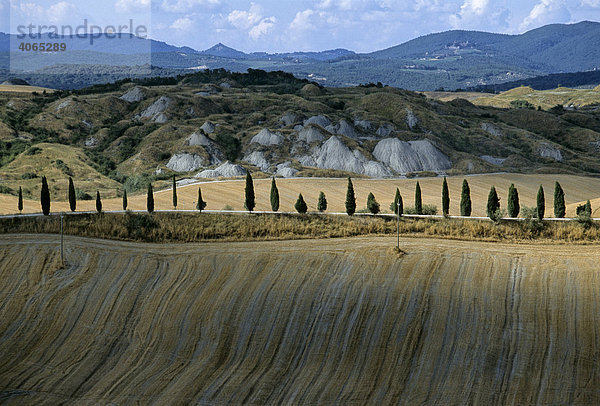 Zypressenallee in abgernteten Weizenfeldern  Le Crete bei Leonina  Provinz Siena  Toskana  Italien  Europa