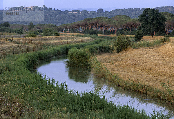 Spergolaia  Sümpfe im Naturpark Maremma bei Alberese  Provinz Grosseto  Toskana  Italien  Europa