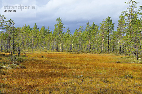 Herbstfarbene Sumpflandschaft  Dalarna  Schweden  Skandinavien  Europa