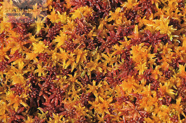Herbstfarbenes Torfmoos (Sphagnum)