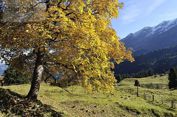 Herbstlich gefärbter Baum  Alpen  Tschappina  Schweiz  Europa