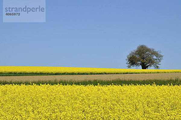 Rapsfeld mit Baum  Schweiz  Europa