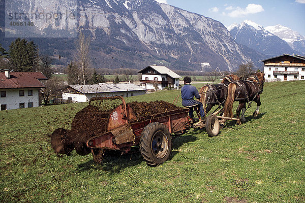 Bauernarbeit mit Pferden  Mist ausbringen  Kirchmair Hubert  Schwaz  Tirol  Österreich  Europa