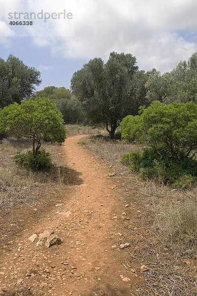 Weg durch das Naturschutzgebiet Mondrago  Mallorca  Balearen  Spanien  Europa