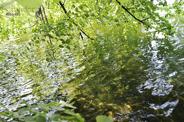 Unter einem Baum am See  grüne Blätter spiegeln sich im bewegten Wasser bei Sonne