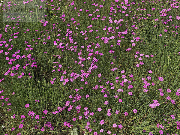 Blühende Wiese aus Heidenelken  pink (Dianthus deltoides)