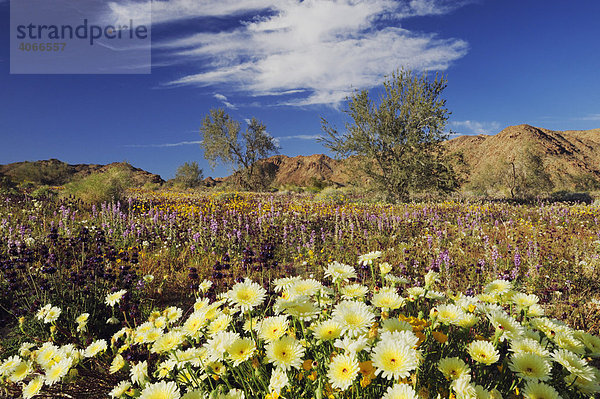 Blühende Wüste mit Malacothrix californica  Chia (Salvia columbariae)  Lupinus arizonicus  März  Nationalpark Joshua Tree  Kalifornien  USA